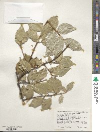 Elaeagnus pungens image