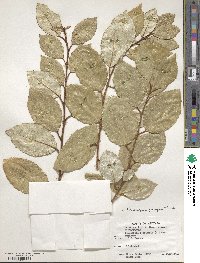 Elaeagnus pungens image