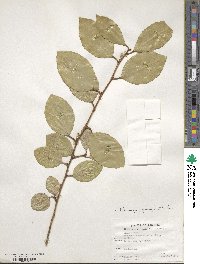 Elaeagnus pungens image