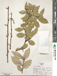 Elaeagnus pungens image