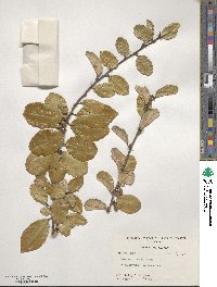 Elaeagnus pungens image