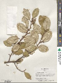 Elaeagnus pungens image