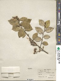 Elaeagnus pungens image