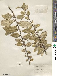 Elaeagnus pungens image