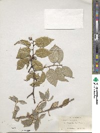 Elaeagnus pungens image