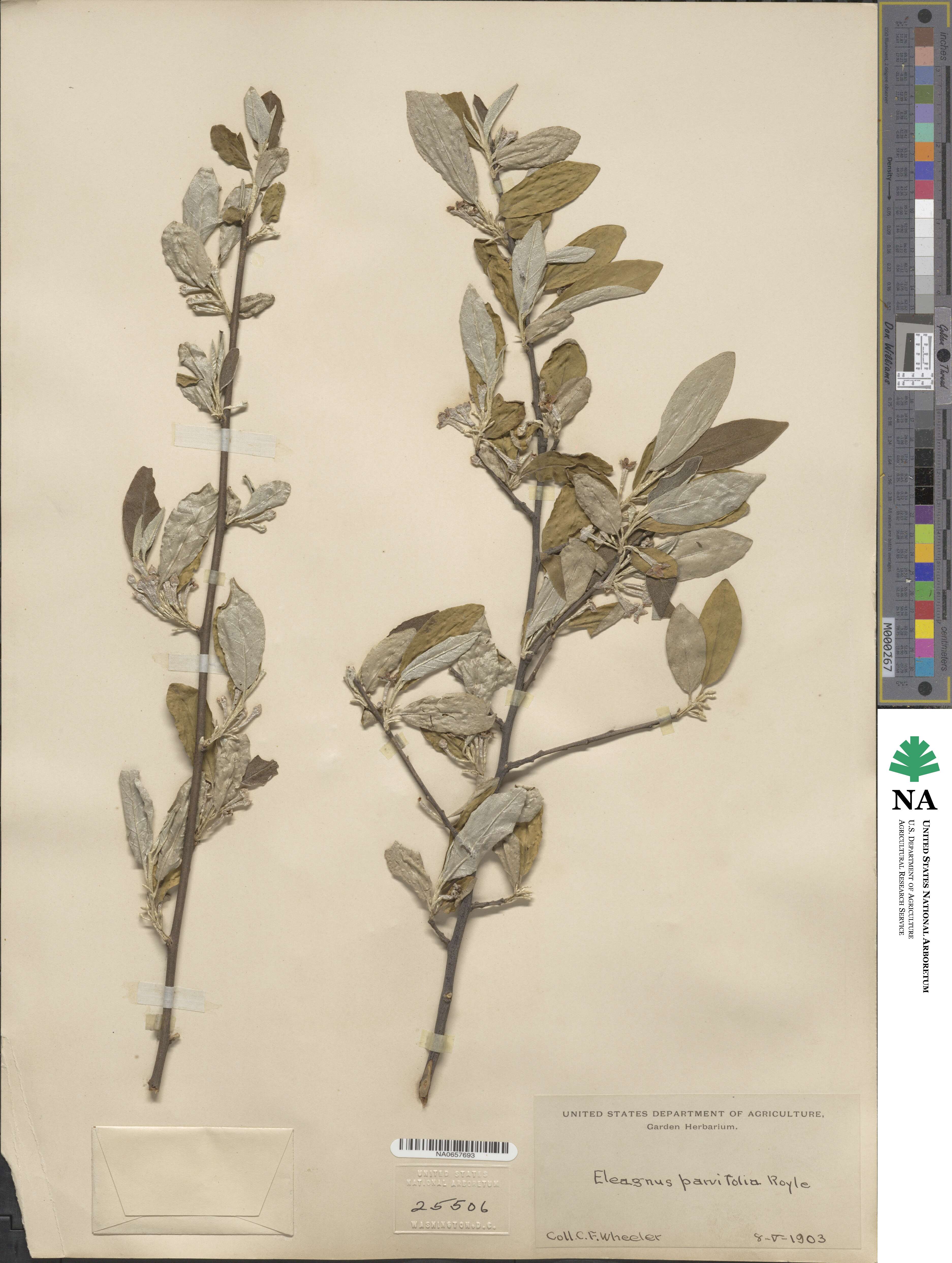 Elaeagnus parvifolia image