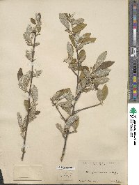 Elaeagnus parvifolia image