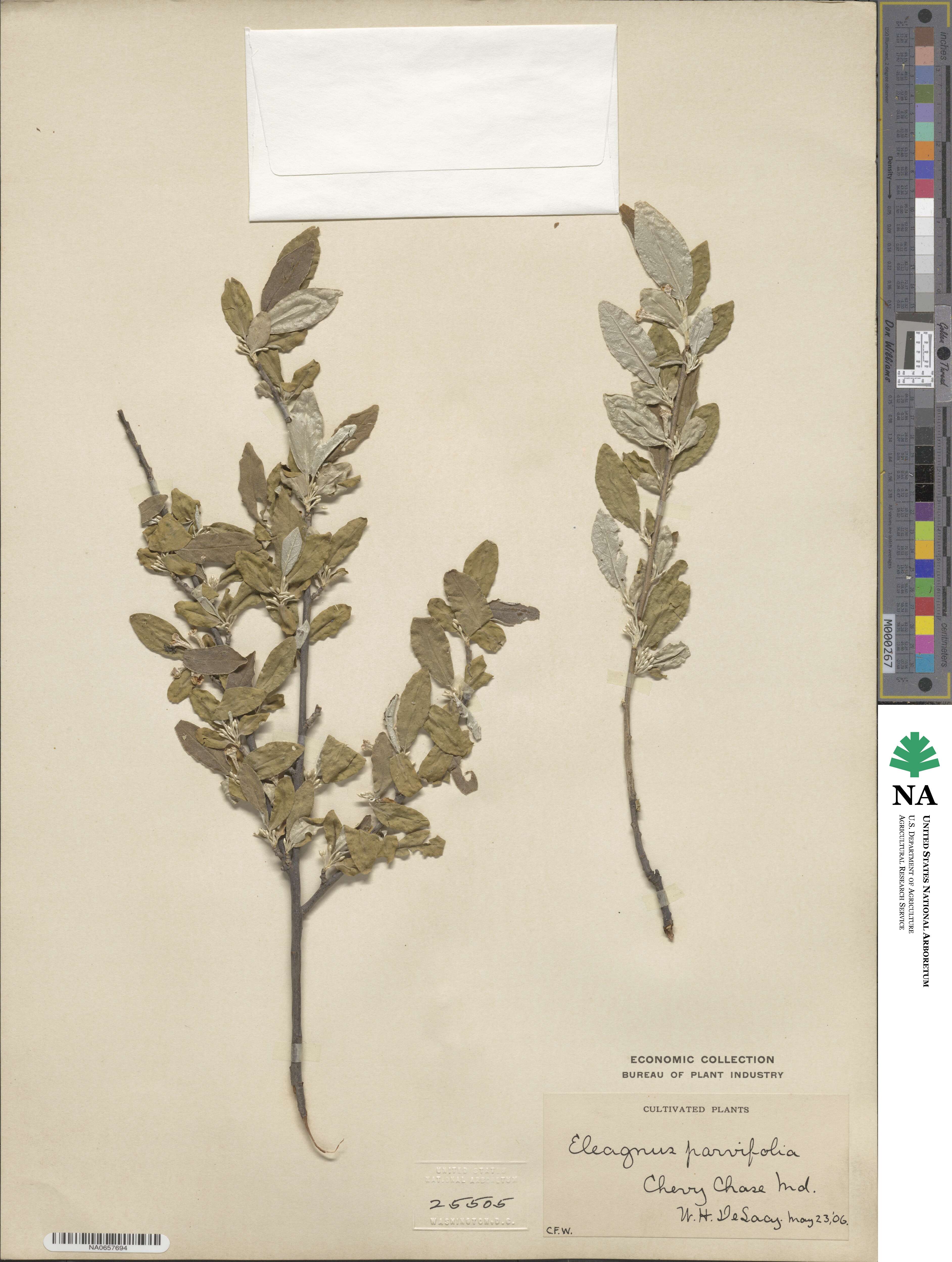 Elaeagnus parvifolia image