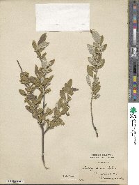 Elaeagnus parvifolia image