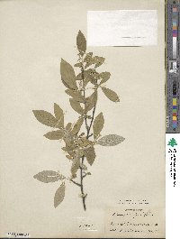 Elaeagnus parvifolia image