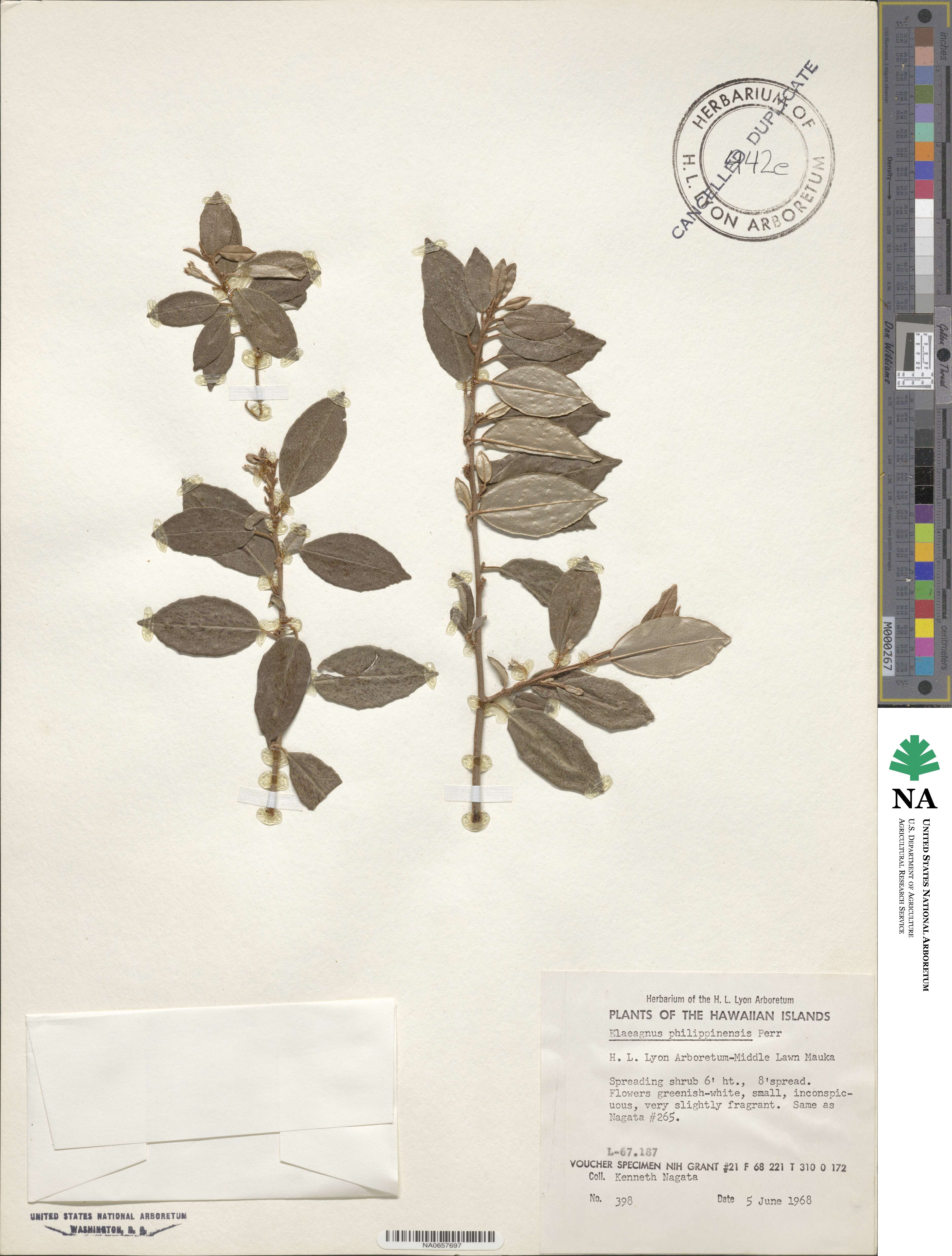 Elaeagnus triflora image