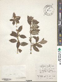 Elaeagnus triflora image