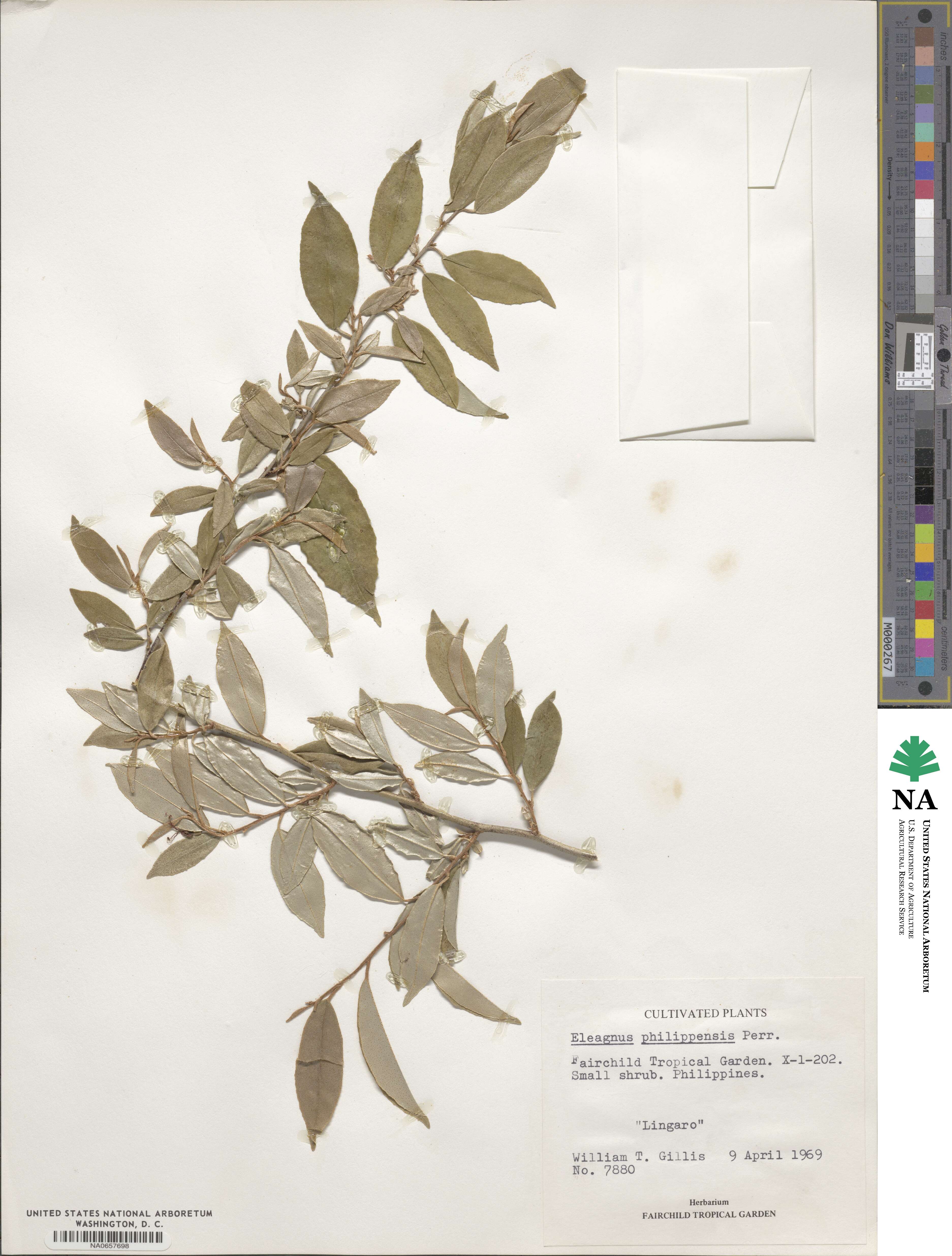 Elaeagnus triflora image