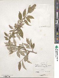 Elaeagnus triflora image