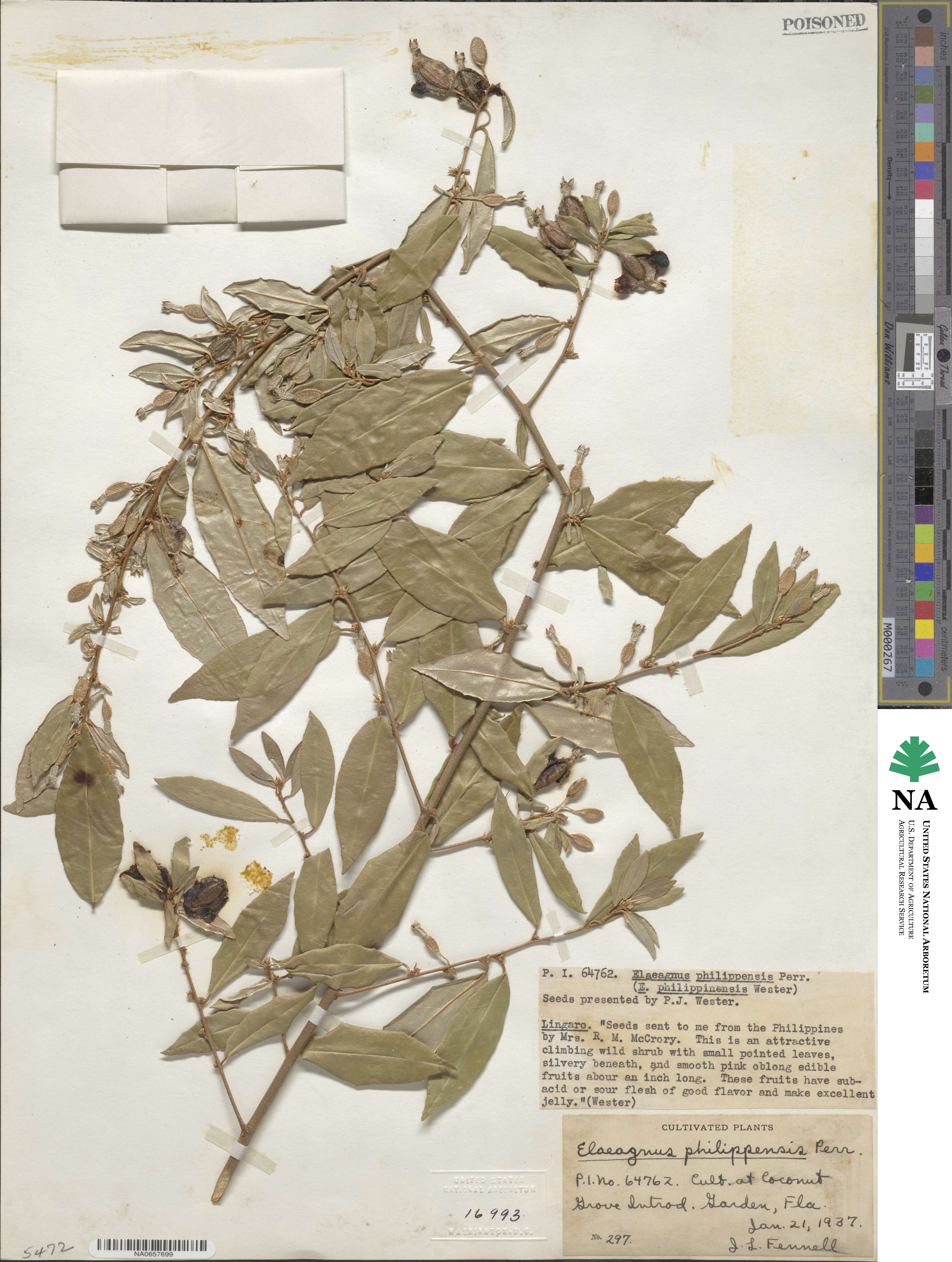 Elaeagnus triflora image