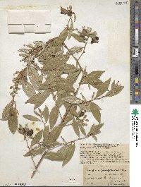 Elaeagnus triflora image