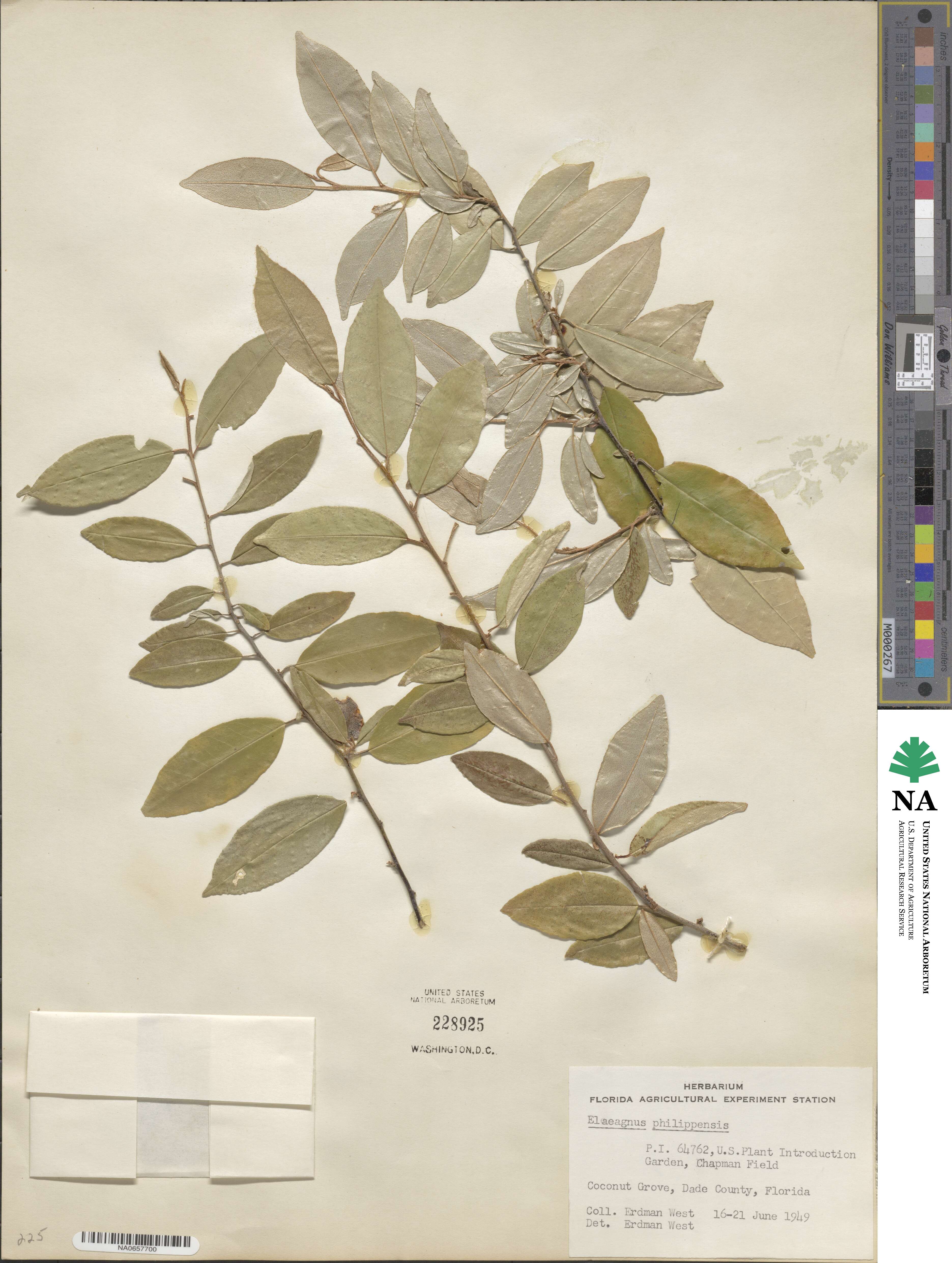 Elaeagnus triflora image