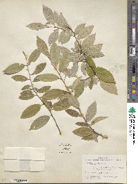 Elaeagnus triflora image