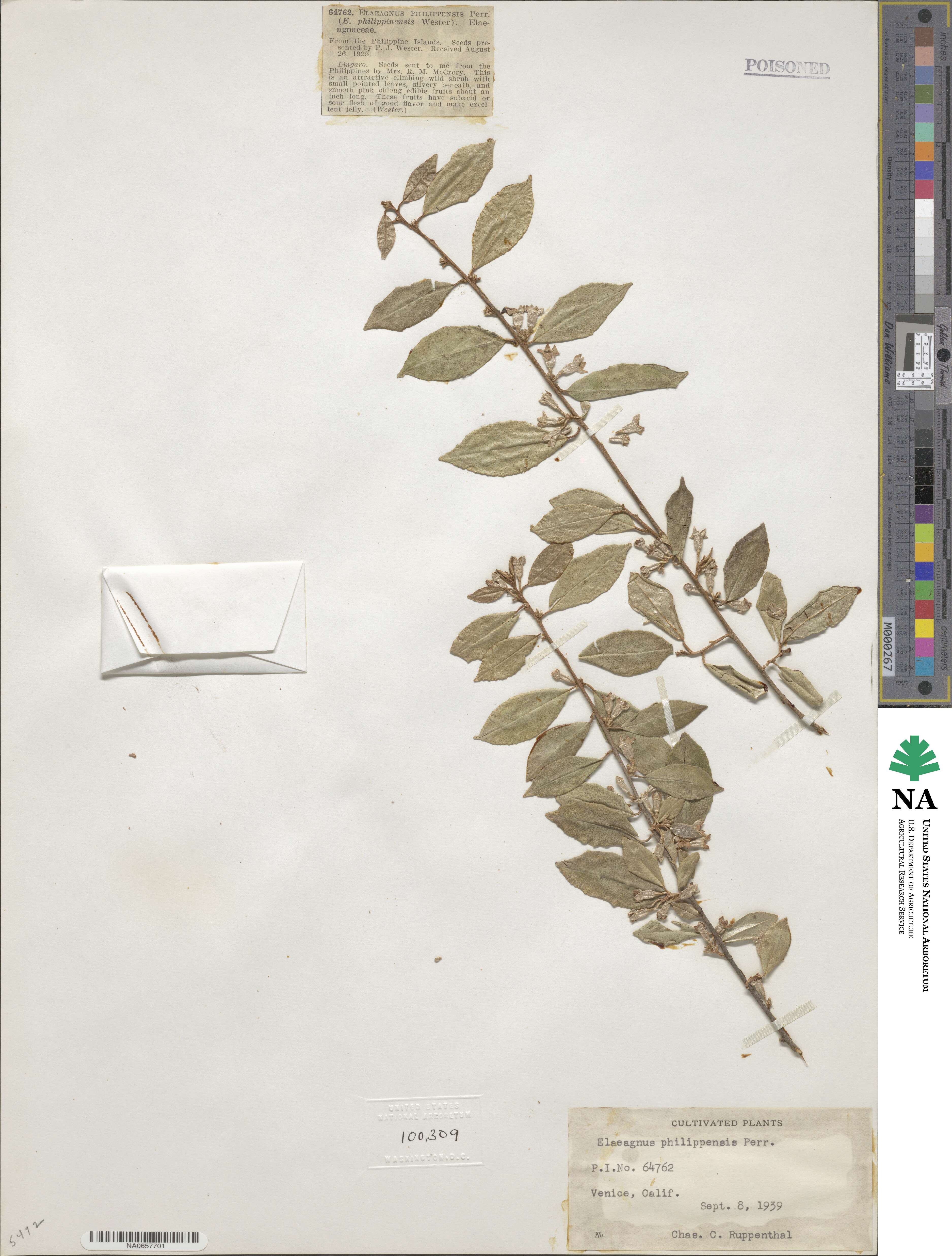 Elaeagnus triflora image
