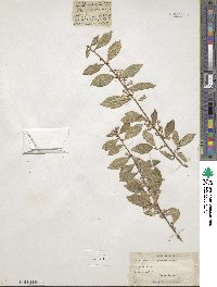 Elaeagnus triflora image