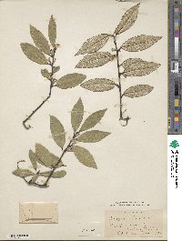 Elaeagnus latifolia image