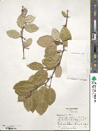 Elaeagnus pungens image