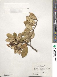 Elaeagnus pungens image