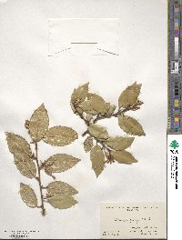 Elaeagnus pungens image