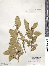 Elaeagnus pungens image