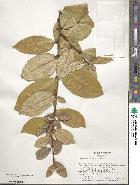 Elaeagnus pungens image