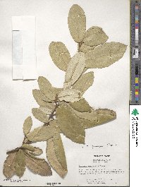 Elaeagnus pungens image