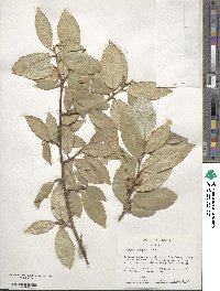 Elaeagnus pungens image