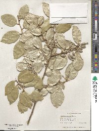 Elaeagnus pungens image