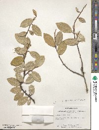 Elaeagnus pungens image