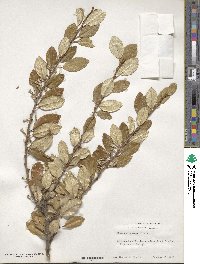 Elaeagnus pungens image