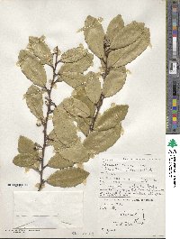 Elaeagnus pungens image