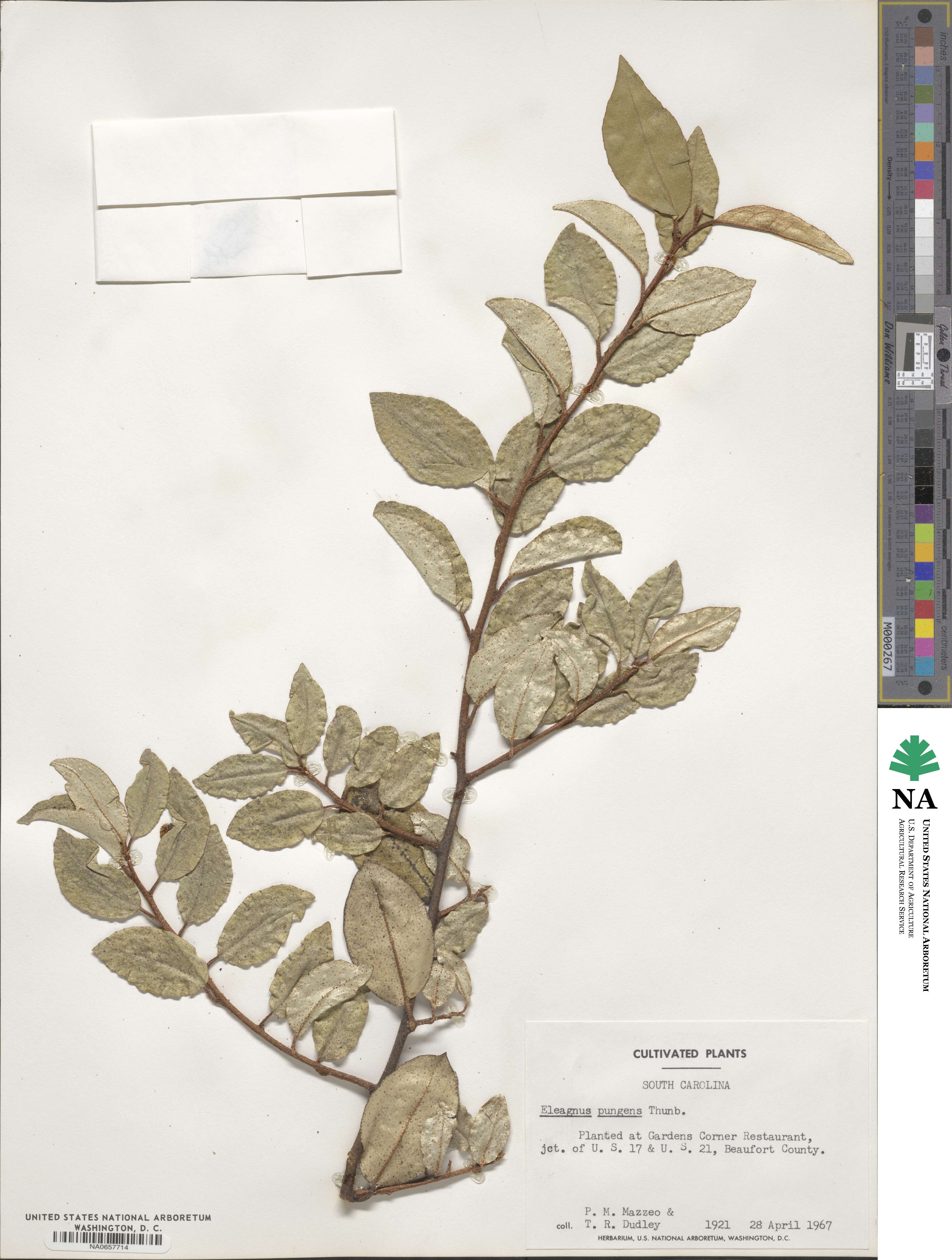 Elaeagnus pungens image