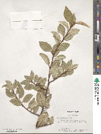 Elaeagnus pungens image