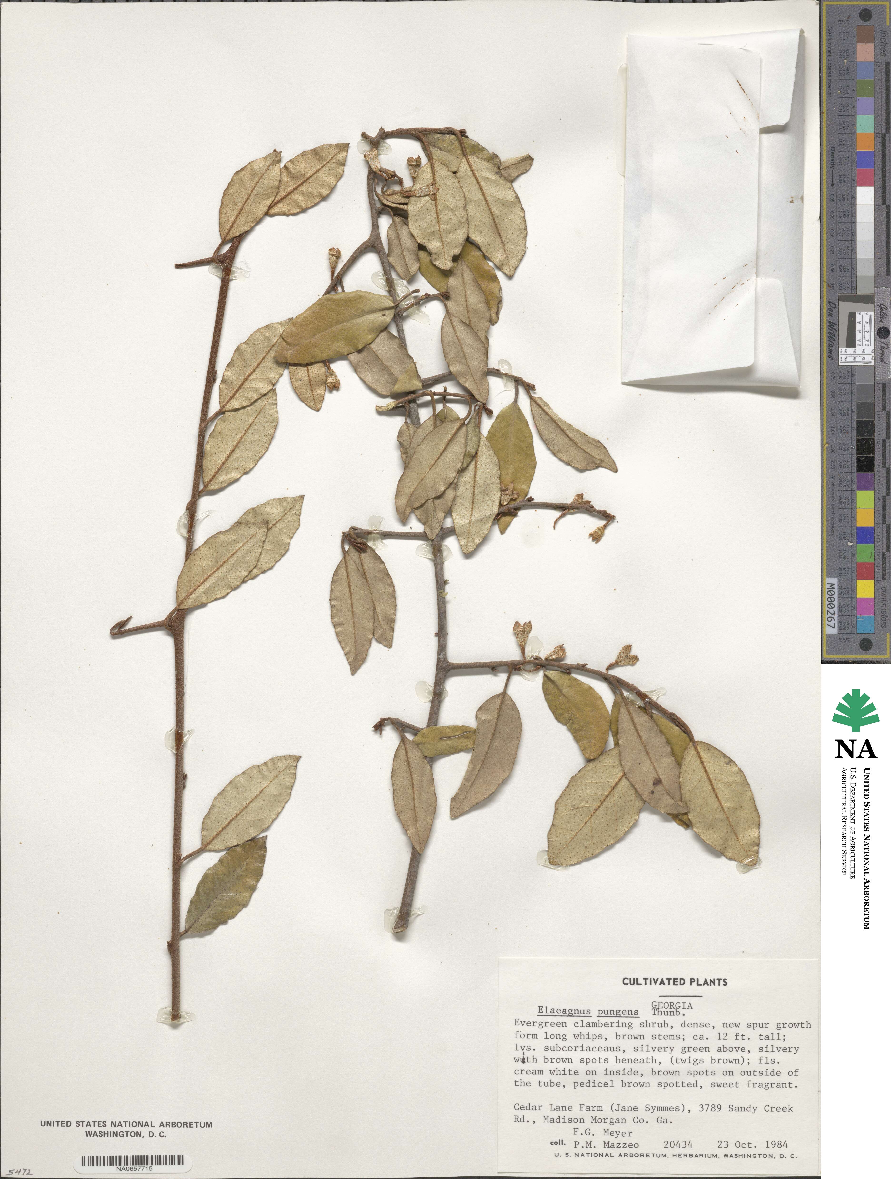 Elaeagnus pungens image