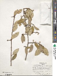 Elaeagnus pungens image