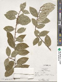 Elaeagnus pungens image