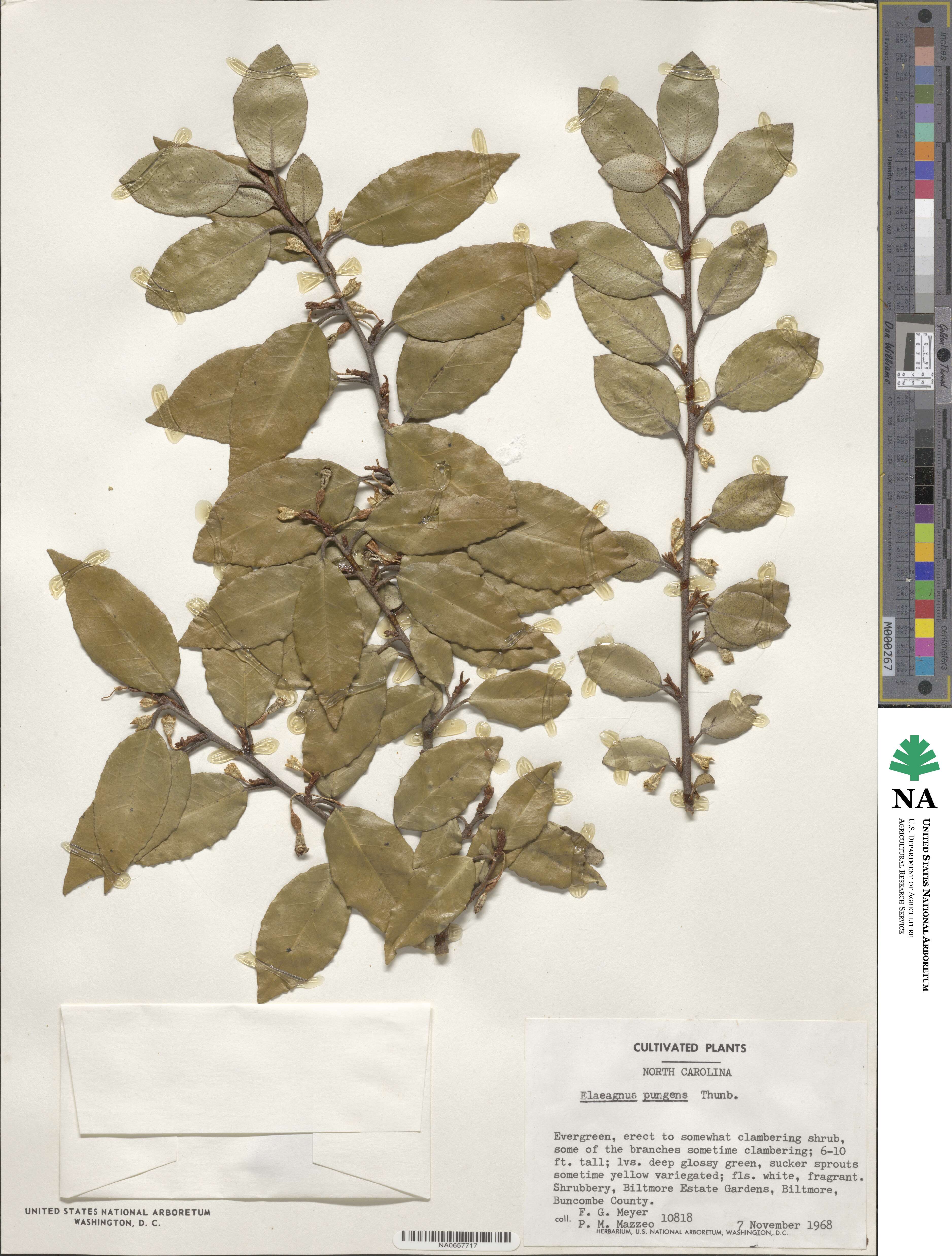 Elaeagnus pungens image