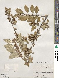 Elaeagnus pungens image