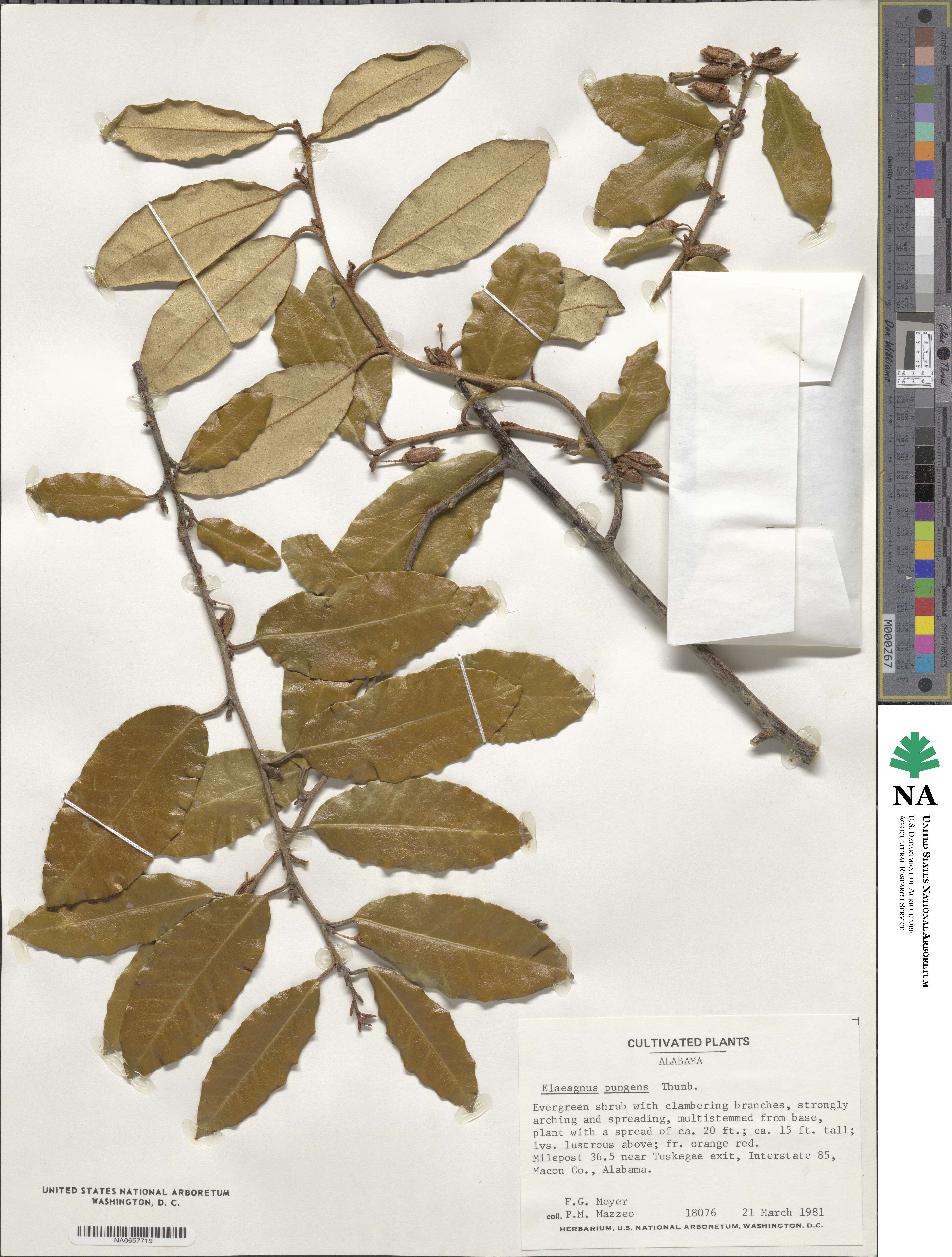 Elaeagnus pungens image