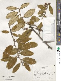 Elaeagnus pungens image