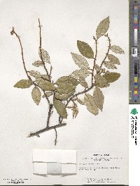 Elaeagnus pungens image