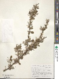 Elaeagnus multiflora image