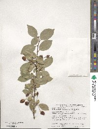 Elaeagnus multiflora image