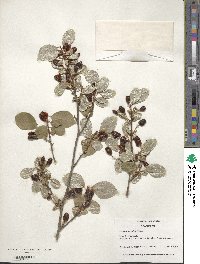 Elaeagnus multiflora image