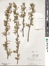 Elaeagnus multiflora image